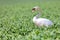 Common big bird mute swan on green rape field