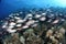 Common bigeyes on a reef in the Red Sea