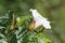 Common Bindweed Trumpet shaped flower