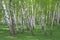 Common birch, Betula pendula forest