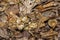 Common Bird`s Nest Fungi - Crucibulum laeve