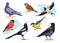 Common birds. Cartoon isolated city and forest bird pigeons sparrows bullfinch dove goldfinch, nature birding european