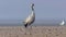 Common Birds Crane In The Hortobagy, Hungary