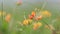 Common Birds foot Trefoil flowers close up view