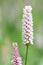 Common bistort Bistorta officinalis, pink flower close-up