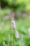 Common bistort Bistorta officinalis, pink flower in green