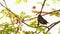 Common black bird thrushes sitting on a branch of a tree during summertime, aka turdus merula or eurasian blackbird. Class Aves