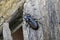 Common black ground beetle on wood