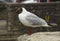 A common black headed gull with its distinctive markings and red legs. This species is very common in all parts of the British Isl