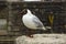 A common black headed gull with its distinctive markings and red legs. This species is very common in all parts of the British Isl