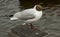 A common black headed gull with its distinctive markings and red legs. This species is very common in all parts of the British Isl