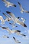 Common Black Headed Sea Gulls Flying In Blue Sky