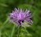 Common or Black Knapweed