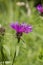 Common (Black) Knapweed Centaurea nigra \'rayed\'