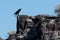 Common Black Raven Resting on the Rocky Canyon Ledge