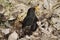 Common Blackbird