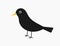 Common blackbird bird isolated over white background