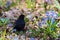 Common blackbird bird, Turdus merula.