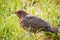 Common blackbird chick fledgling on grass Turdus merula