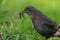 Common Blackbird with a Earthworm