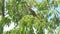 Common Blackbird Eating Cherries