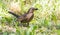 Common Blackbird, Eurasian Blackbird, Turdus merula. Female sits in grass, holds mulberry in her beak