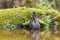 Common blackbird female bathing in water in summer nature