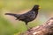 Common blackbird green background