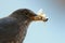 Common Blackbird with Insects