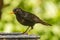 Common blackbird male Turdus merula standing