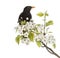 Common blackbird perched on a flowering branch