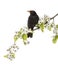 Common blackbird perched on a flowering branch