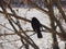 common blackbird scient. name Turdus merula bird animal