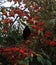 Common Blackbird is sitting in a Tree