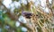 Common blackbird sitting on a tree branch