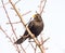Common blackbird sitting on a twig
