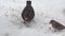 Common blackbird in snow