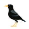 Common blackbird is a species of true thrush. Eurasian blackbird. Turdus merula. Black bird Cartoon flat style character