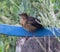 Common blackbird standing on a blue wooden fence among green plants in the garden