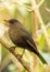 Common Blackbird (Turdus Merula