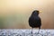 Common Blackbird (Turdus merula)