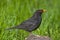 Common blackbird (Turdus merula)