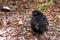 The common blackbird - Turdus merula