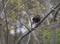 The common blackbird, Turdus merula also called Eurasian blackbird sitting on the tree branch, springtime