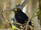 Common blackbird Turdus merula,  detail of a male