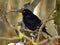 Common blackbird Turdus merula,  detail of a male