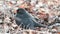 Common blackbird Turdus merula or Eurasian blackbird