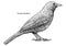 Common blackbird, Turdus merula illustration, drawing, engraving, ink, line art, vector