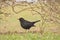 Common blackbird - Turdus merula a medium-sized bird with black plumage and an orange beak. The bird pokes its beak in the grass