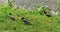 Common blackbird Turdus merula with orange beak in green grass